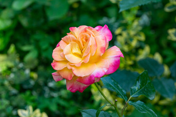 Radiant rose Variety Club in soft peach, pink, and yellow hues blooms elegantly, its delicate petals glowing against lush, verdant garden backdrop