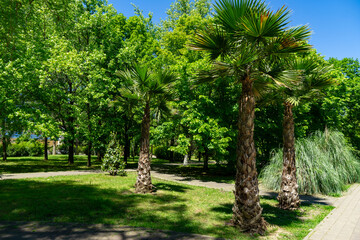 Serene scene featuring tall Chinese windmill palm (Trachycarpus fortunei) or Chusan palm tree  with fan-shaped leaves in Adler park Sochi resort. Trees are surrounded by lush green plants