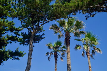 Fototapeta premium Palms and Pines Overhead