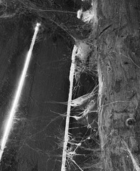 A room abandoned by man, covered with a layer of dust, cobwebs and flies