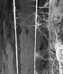 A room abandoned by man, covered with a layer of dust, cobwebs and flies