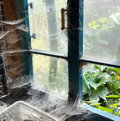 A room abandoned by man, covered with a layer of dust, cobwebs and flies