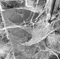 A room abandoned by man, covered with a layer of dust, cobwebs and flies