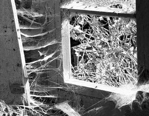 A room abandoned by man, covered with a layer of dust, cobwebs and flies