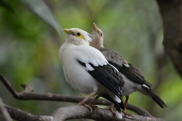 photo of two birds watching their surroundings at the zoo