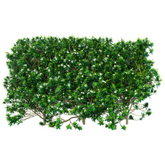 green leaves isolated on a transparent background