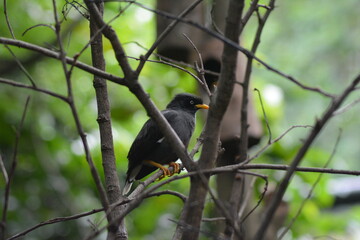 photo of a black bird perched on a tree branch at the zoo
