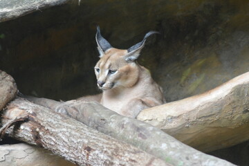 photo of a caracal in its cage at the zoo
