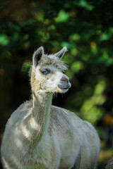 Alpaca portrait