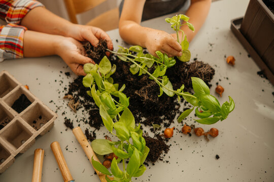 Hands of mother and son with basil plant on table