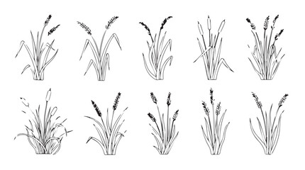Collection of hand drawn wheat stalks artistic sketch agricultural plant elements silhouette