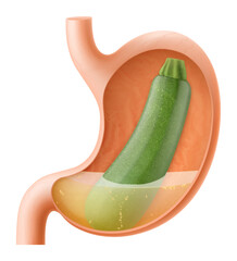 Human Stomach with zucchini, The stomach digests zucchini. A stomach filled with healthy and wholesome food. Proper nutrition. Realistic 3d Vector illustration. Food digestion process illustration