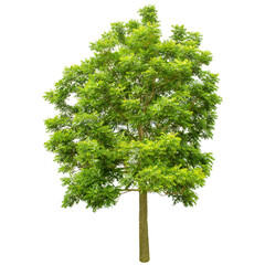 green tree isolated