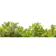 green tree isolated on white background