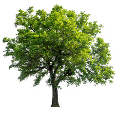 green tree isolated on white