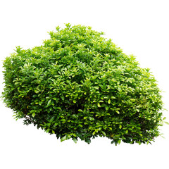 green bush tree isolated on white background