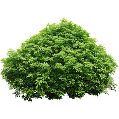 green bush on white background