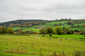 Herd of black and white cows graze on a green meadow near the road in autumn.