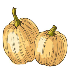 Pumpkins isolated on a white background.