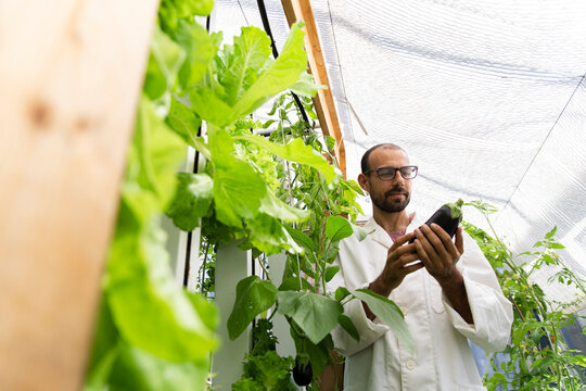 Scientist inspecting eggplant with tablet in aquaponic greenhouse - Powered by Adobe