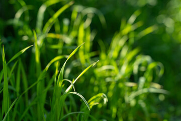 Close-up of vibrant green grass blades catching sunlight with a soft blurred background, ideal for nature, gardening, landscaping, and outdoor-themed projects, conveying a serene atmosphere