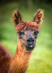 Alpaca portrait