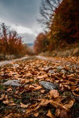 autumn in the forest