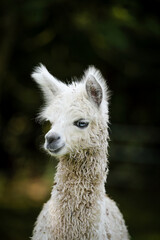 Baby alpaca portrait