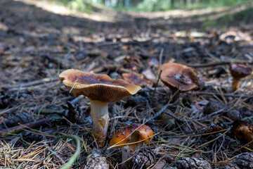 Wild mushrooms growing on forest path among pine needles and cones in autumn light.