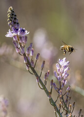 Ape mellifera su Prospero obtusifolia