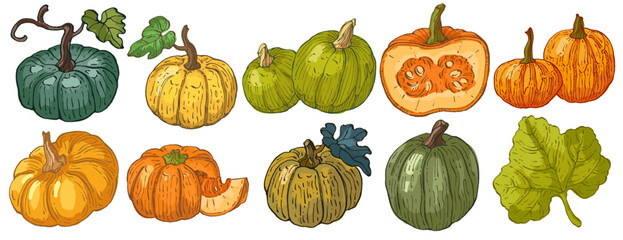 Pumpkins isolated on a white background.
