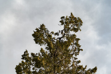 Evergreen tree branches with vibrant green foliage set against a cloudy sky, highlighting natural beauty and detail. Perfect for nature, ecology, gardening, and landscape themes