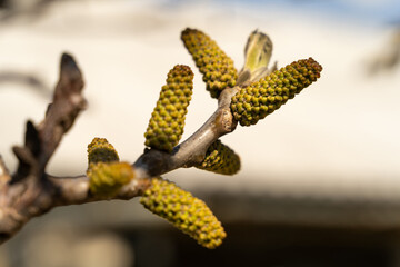 Detailed close-up of a budding walnut tree branch with green catkins and new leaves against a blue sky, highlighting spring renewal. Perfect for nature, botany, gardening and ecology