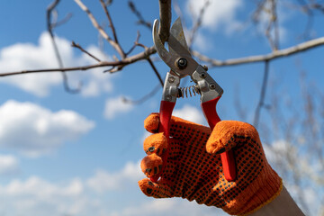 Person wearing bright orange gloves carefully trims branches with pruning shears on a sunny day,...