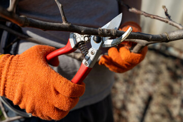 Person wearing bright orange gloves carefully trims branches with pruning shears on a sunny day, ideal for gardening, landscaping, plant care, horticulture, outdoor leisure, and lifestyle themes