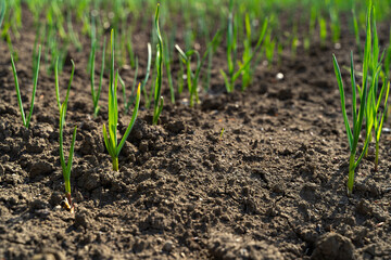 Green onion sprouts emerging from dark fertile soil in a garden, illustrating growth and cultivation, ideal for gardening, agriculture, farming, plant care, nature, culinary and educational projects