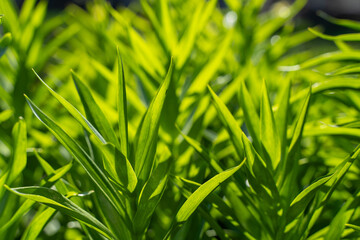 Bright green plants with elongated leaves basking in sunlight, highlighting intricate foliage textures, ideal for nature, botany, gardening, landscaping, ecology, wellness, and floral-themed projects