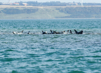 Seals lie on sandbank warming themselves in the midday sun.