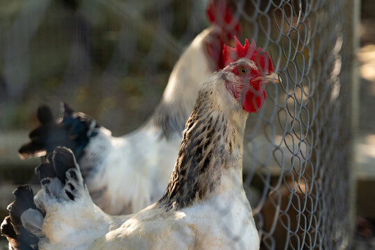 A flock of black-and-white chickens is gathered in a fenced area, displaying natural behavior on a sunny farm, ideal for themes of farming, rural life, poultry, nature, lifestyle, and education - Powered by Adobe