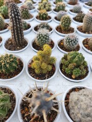 Collection of Small Cactus Plants in Pots – Succulent Nursery Display
