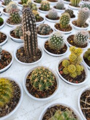 Collection of Small Cactus Plants in Pots – Succulent Nursery Display