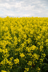 A vibrant field of yellow rapeseed flowers sways gently in the breeze under a sky, capturing the essence of springtime and the beauty of nature, vertical photo