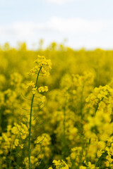 Obraz premium A vibrant field of yellow rapeseed flowers sways gently in the breeze under a sky, capturing the essence of springtime and the beauty of nature, vertical photo