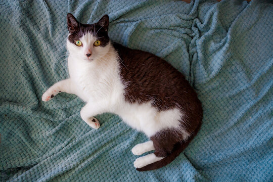 Black and white cat with black dot on its nose lying on a blanket