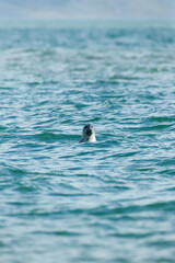 Naklejka premium Seal unexpectedly appears in the waters of the North Sea