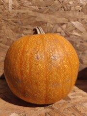 Single orange pumpkin on wooden background in sunlight
