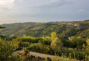 Groves of hazelnuts in the area of Albaretto della Torre in Piedmont, Italy