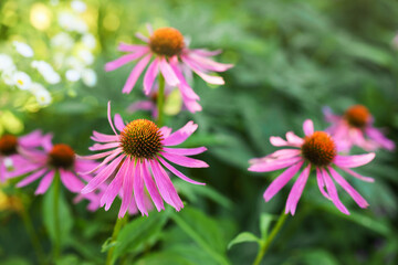 Obraz premium Beautiful pink Echinacea flowers growing in garden