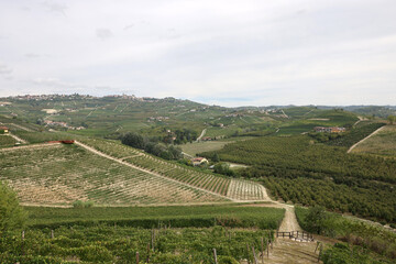 Langhe vineyards near Grinzane Cavour. Unesco Site, Piedmont, Italy