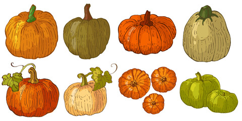 Pumpkins isolated on a white background.